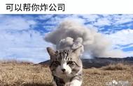 猫有九条命，第一条是逢凶化吉。