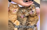 盘点拆弹专家为流浪猫打造的东厂乐园#搞笑