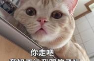 辟谣：猫咪死后不能埋？科学依据是什么？