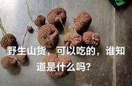 野生山货，有知道是什么的吗？#谁知道这是什么