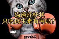 老生常谈猫咪杯状和疱疹#猫杯状#猫疱疹#信为能量胶囊@信为宠物