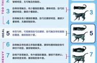 加入猫咪减肥计划，从胖猫猫变成肌肉猫