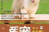 猫丢了几天内可能找回猫丢了变成了野猫几天内可能找回