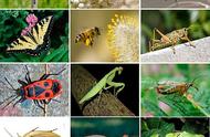 昆虫灭绝正在发生：50万种昆虫面临生存危机