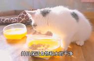 如何正确喂养猫咪？从食物到关爱，5个关键喂养指南！#新手养猫