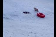 狗狗爱上了滑雪，自己会拖充气坐垫上坡，然后再滑下来，真会玩呀