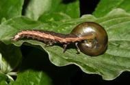 飞速前进的蜗牛：进化速度是哺乳动物的5倍，体内剧毒可毒死成人