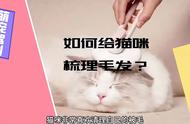 如何给猫咪梳理毛发？#科学养宠攻略