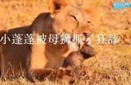 小蓬蓬被母狮抓包#奇妙的动物