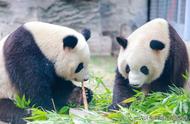 大熊猫为什么喜欢爬树，这对它们有什么好处