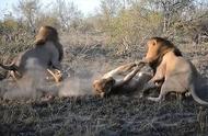 2头雄狮不停地撕咬母狮，直到把母狮活活咬死，然后啃起其身体来