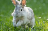 兔子怎么跳顺口溜，兔子的动作活动有哪些？