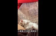 小猫喜欢上沙发上面玩#记录猫咪日常