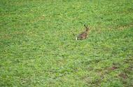 野兔糟蹋麦苗、黄豆严重，可以捕杀吗？预防野兔危害的5个土方法