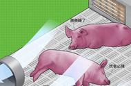 “掌上明猪”一个优秀的养猪厂是每天播放美妙的音乐，空调开放