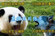 大熊猫北川历险记#熊孩子
