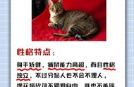 中华田园猫｜新手养猫攻略