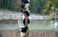 刷到上树熊猫请不要无视 你的运势开始上升 ​