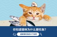 破解猫吃鱼的4个秘密，你知道为什么猫爱吃鱼么？