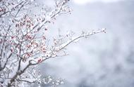 10首咏雪诗词，柳絮风起，枝头花开，唯美了整个冬天