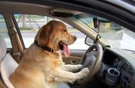 狗狗学习开车，交通规则全被颠覆！