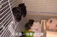 鼠鼠攀岩大赛#新手养宠