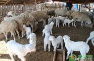 近两年（2023年到2024年）养羊行情怎么样？养羊成本要多少？