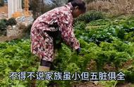 意外发现（菩净灵果）#凡人修仙传