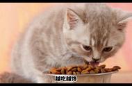 养费一只猫到底多容易#抖音有萌宠