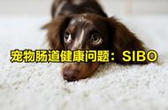 宠物肠道健康问题：胰腺功能不全导致的小肠细菌过度生长 (SIBO)