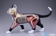 3D动物解剖学实验教学软件：突破时空限制，随时随地做虚拟实验