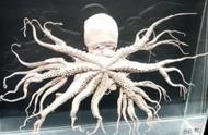 日本核辐射有多可怕？96条腿的章鱼，简直是现实版的生化危机
