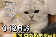 低成本养猫攻略！帮你省下一月工资