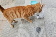 流浪猫怎么就“养不熟”呢？其实，猫跟人之间也讲究缘分