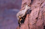 动物界的“攀岩大师”，爬悬崖绝壁如履平地，它们为何爬那么高？
