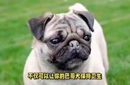 巴哥犬大小便培训指南_成为一位优秀的巴哥犬主人！