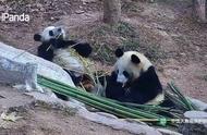 今日干饭小剧场（二）骄骄精心挑选竹子