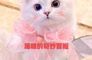 一只名叫小花的爱冒险的猫咪的故事，名叫《猫咪的奇妙冒险》