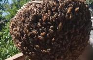 中华蜜蜂的传统饲养