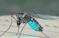 黑科技：蚊子机器人即将问世，请关好门窗，你还有隐私吗？