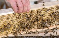 如何将两群蜜蜂快速合并？掌握这2个方法，轻松搞定