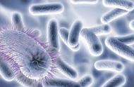 飞速进化的细菌：了解细菌如何快速适应抗生素和环境变化