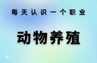 每天认识一个职业 —— 动物养殖