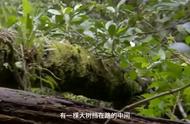 刚吃玩昆虫早餐，立马勇闯危险丛林#荒野求生