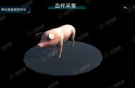 畜牧虚拟仿真之猪瘟检测实验VR虚拟教学系统
