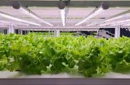 Future Crops 获腾讯投资，「垂直农场」能否代表农业的未来？