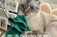 国庆出游，猫咪独自“留在家”，应该怎么做？