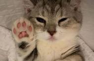 「养猫攻略」第10期猫抓板的种类，如何教猫咪使用猫抓板