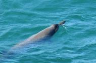 研究人员对异常快速的喙鲸的深海狩猎策略感到惊讶