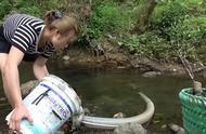 越南少妇独自一人带抽水机去树林捉鱼，手法敏捷一网打尽一水坑鱼